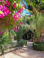 Пальмовый лес в Эльче (El Palmeral Elx) фото