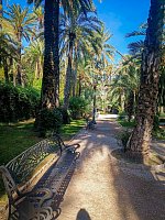 Пальмовый лес в Эльче (El Palmeral Elx) фото