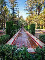 Пальмовый лес в Эльче (El Palmeral Elx) фото