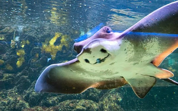 Аквариум в Санта Пола (Aquarium - Museo del Mar Santa Pola)