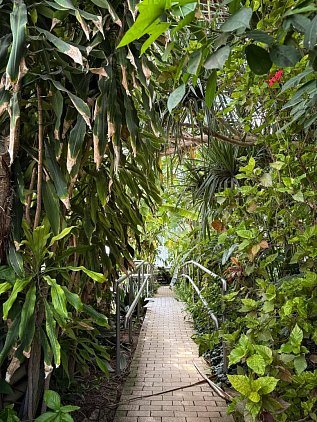 Ботанический сад Валенсии (Jardin Botanico de Valencia) фото 1