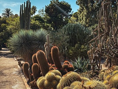 Ботанический сад Валенсии (Jardin Botanico de Valencia) Ботанический сад Валенсии (Jardin Botanico de Valencia)