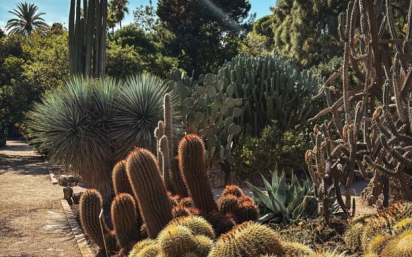 Ботанический сад Валенсии (Jardin Botanico de Valencia)