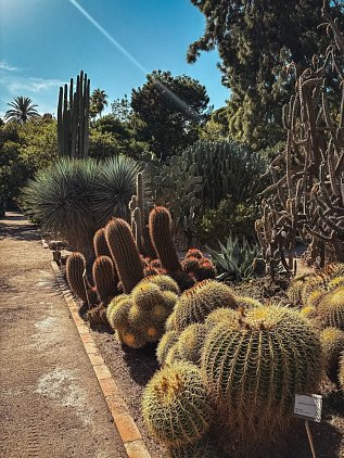 Ботанический сад Валенсии (Jardin Botanico de Valencia) фото 7