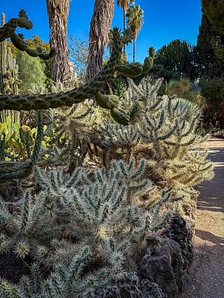 Ботанический сад Валенсии (Jardin Botanico de Valencia) фото 5