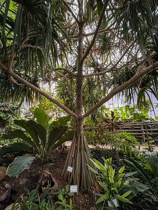 Ботанический сад Валенсии (Jardin Botanico de Valencia) фото 15