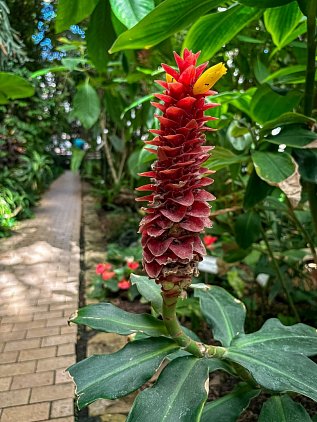 Ботанический сад Валенсии (Jardin Botanico de Valencia) фото 16