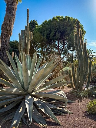Ботанический сад Валенсии (Jardin Botanico de Valencia) фото 14