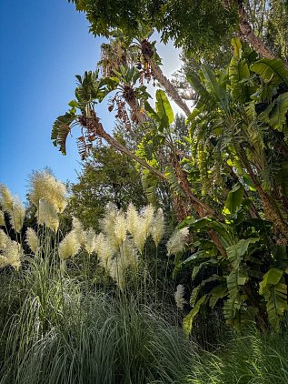 Ботанический сад Валенсии (Jardin Botanico de Valencia) фото 9