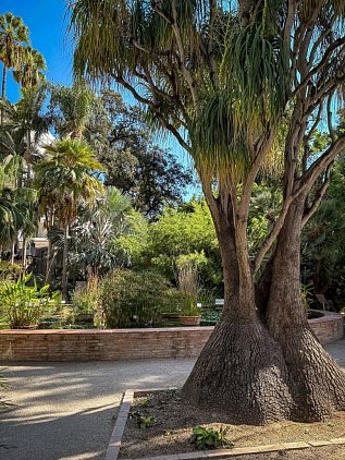 Ботанический сад Валенсии (Jardin Botanico de Valencia) фото 13